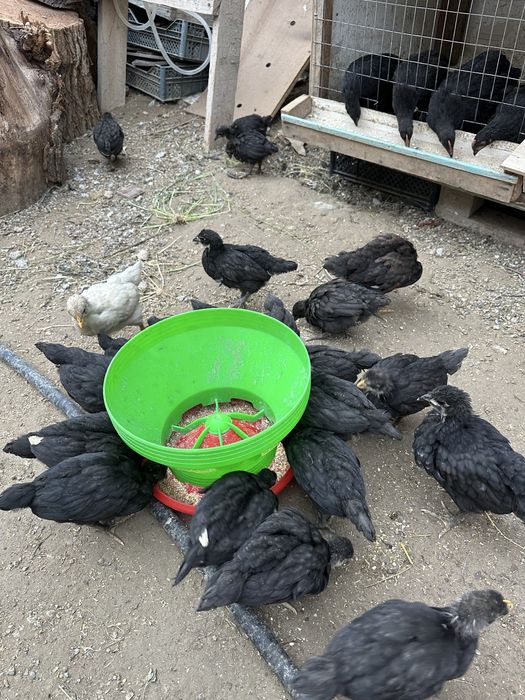 Adijon qora jojalari sotiladi