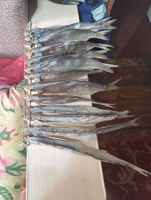 Продам рыбу рыбец сушеные малосольные и чехня