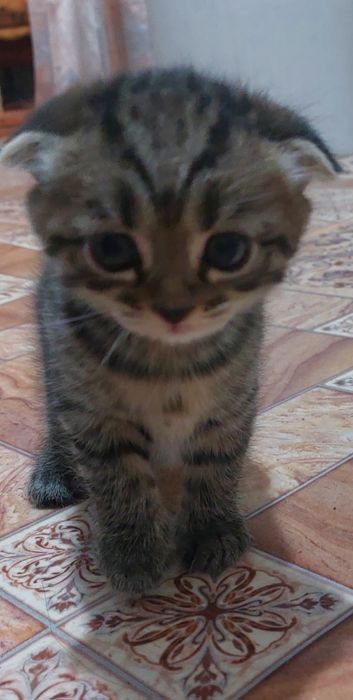 Котята вислоушки