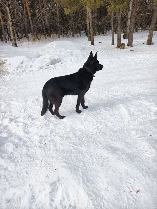 Кабель немецкой овчарки.
