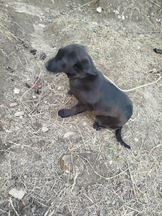 Собака лабарадор