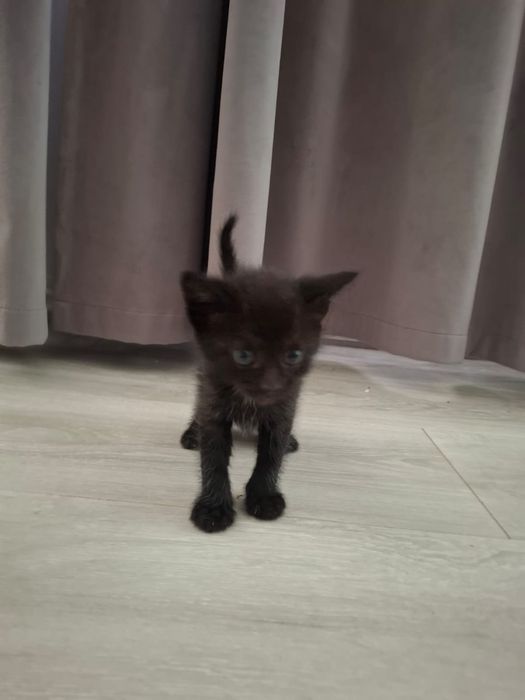Отдам котят бесплатно