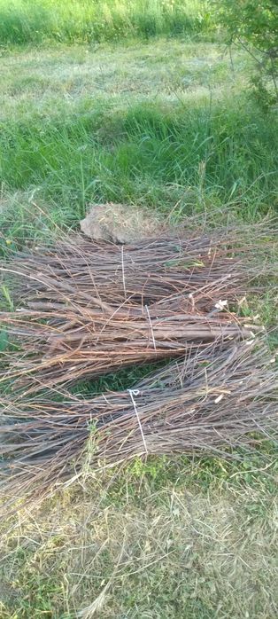 Утин сотаман. Шох