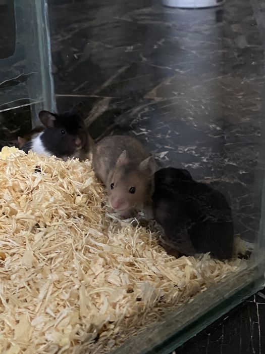 Hamster sirian