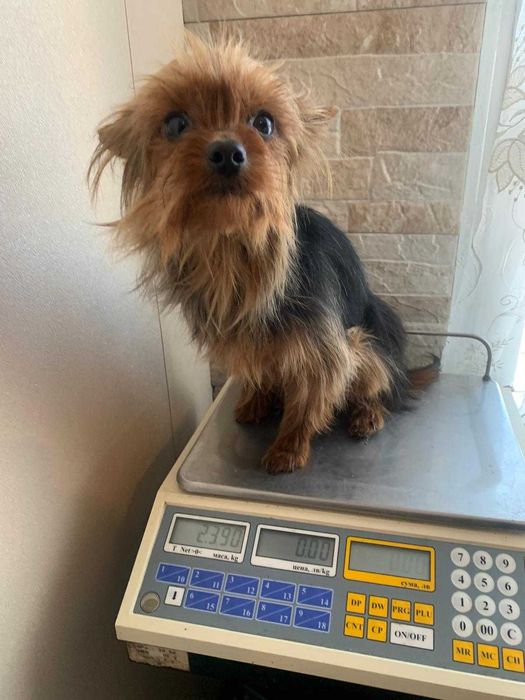 продавам мъжки йоркшир териери