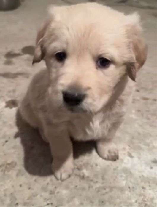 Щенки лабрадора ретривера