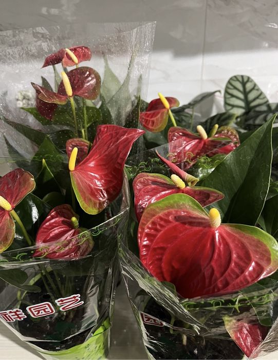 Комнатные растения