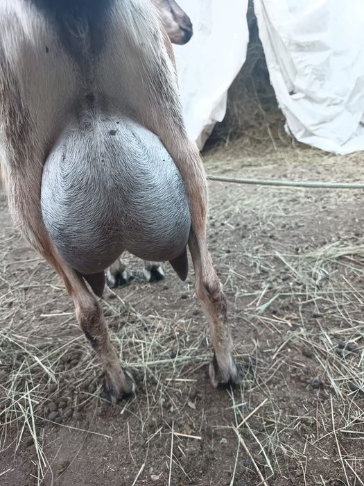 Продам козу Альпийской породы.