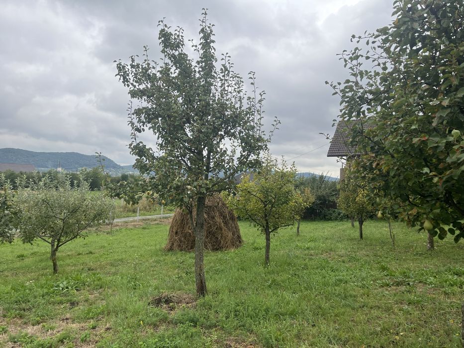 Teren Intravilan Unirea Viile cu Pomi