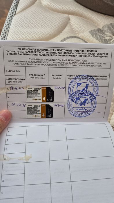 Кот пушистый Ромео