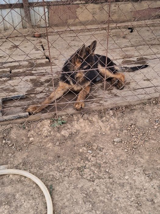 Щенок немецкий овчарки кобель
