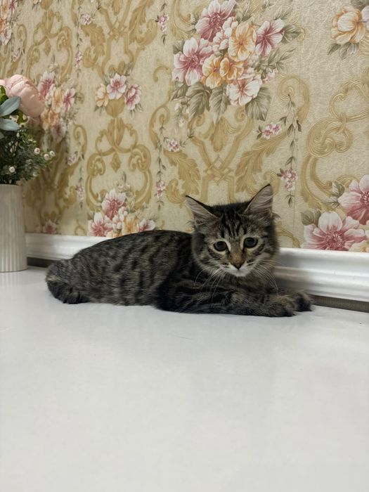 Ищем дом котёнку девочке