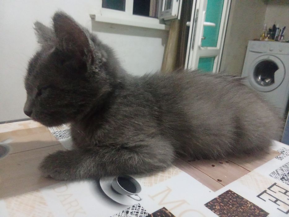 Отдам котят   в хорошие руки