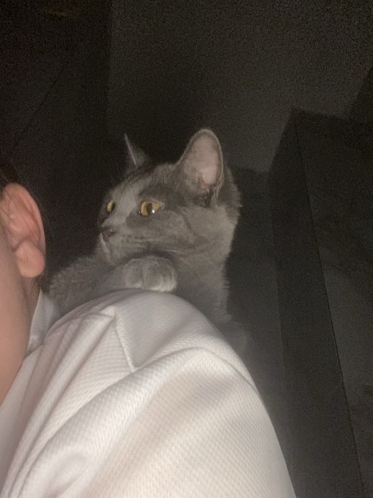 Отам котенка британка