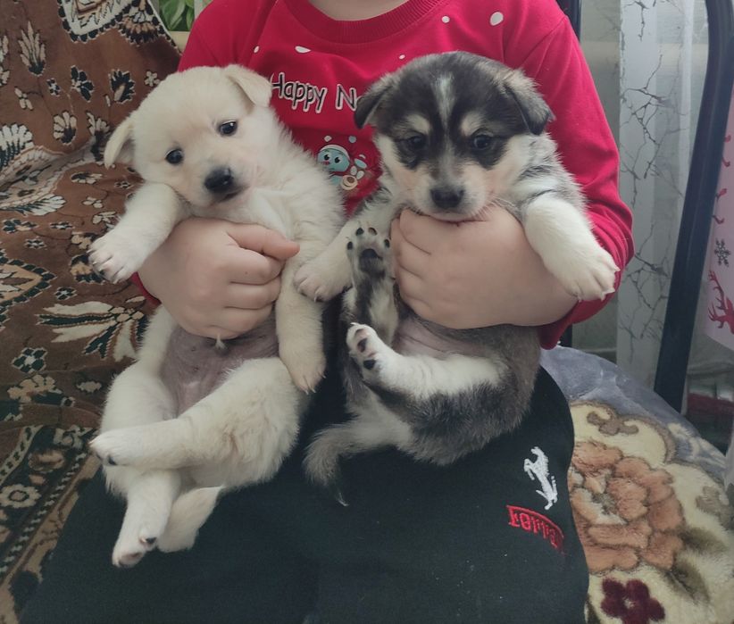 Щенки в добрые руки