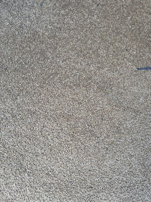 Vând triticale si grau