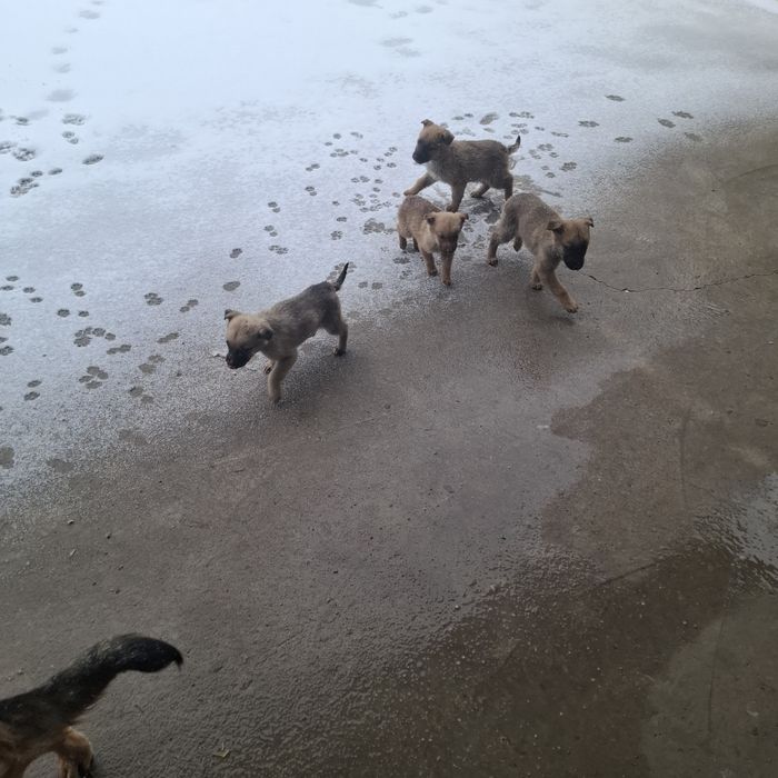 Щенки отдам в хорошие руки