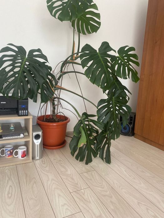 Planta Monstera .