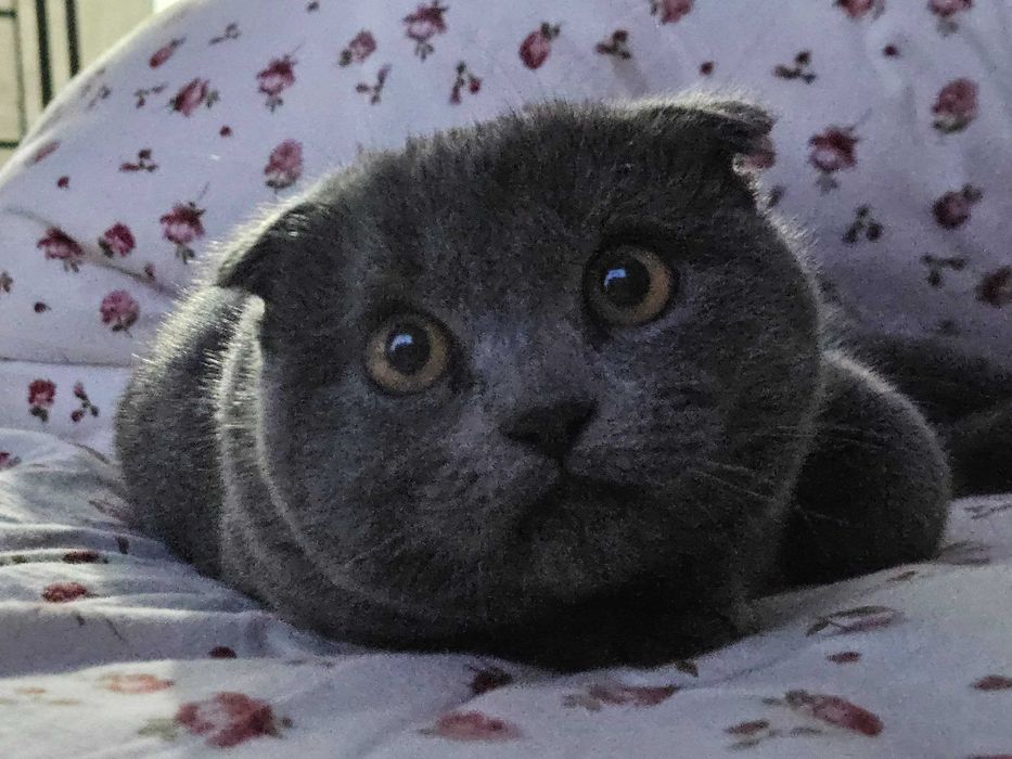 Scottish Fold mushukcha, emlangan, pasporti bor, Lotok 5+