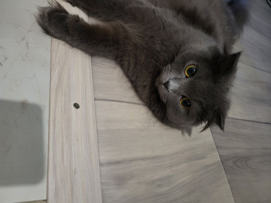 Шотландский вислоухий кошка