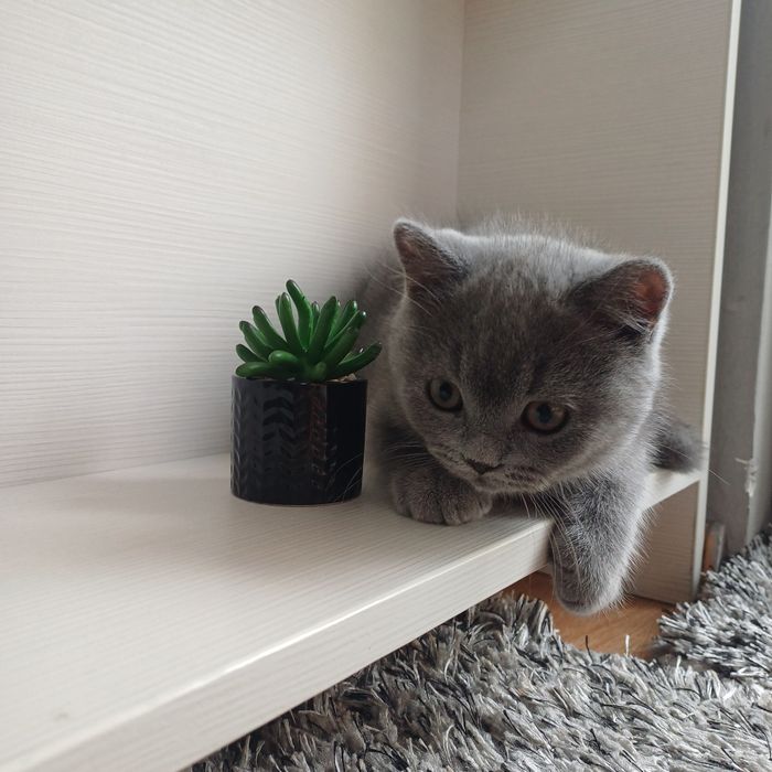 Мъжко британско коте
