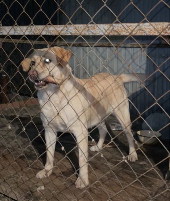 Вязка лабрадора