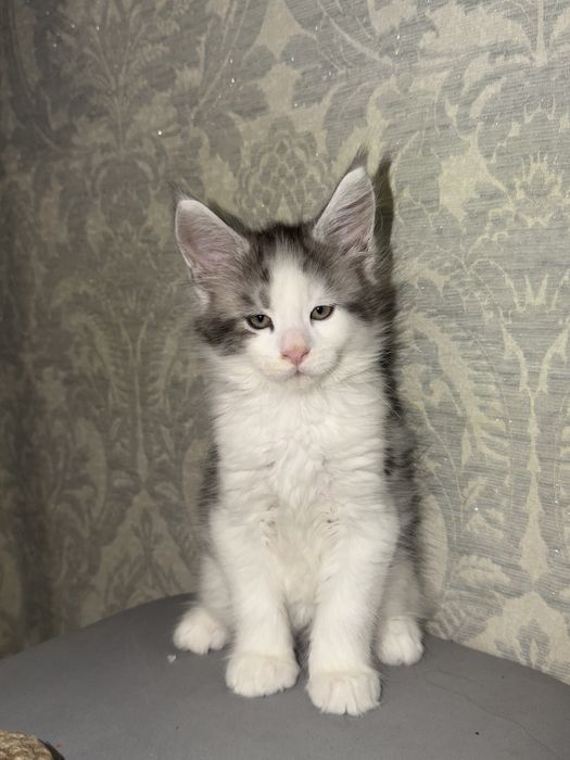 Котята Мейн-Куны