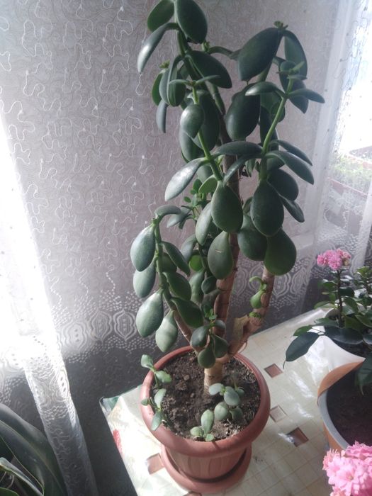 Цветы комнатные район мичурина