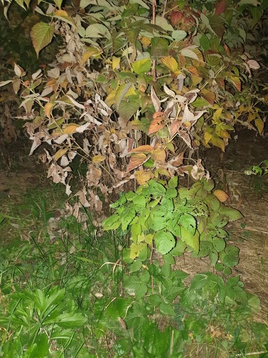 Продаётся  Саженцы малины,