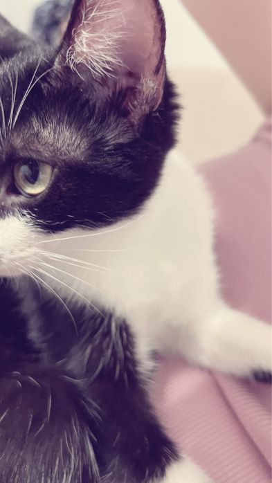 Отдам в добрые руки