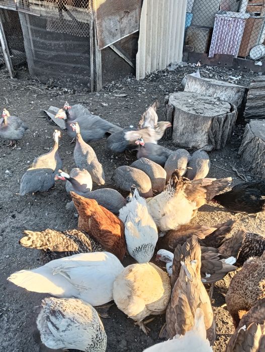 Продаммммм цицарок