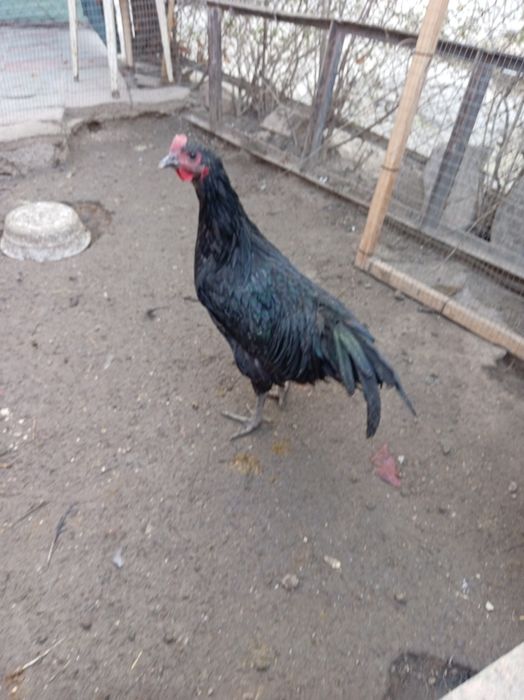 Tovuq. Horozlar sotiladi