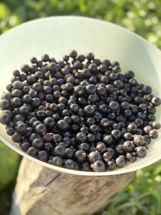 Продам черную смородину