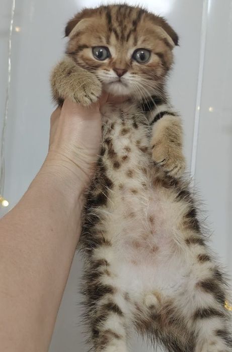 Алматы Огромный выбор котяток .