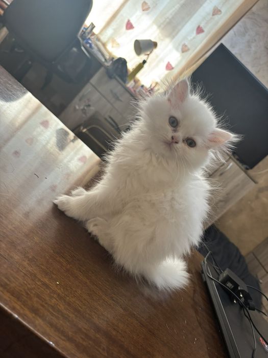 Персийски котета