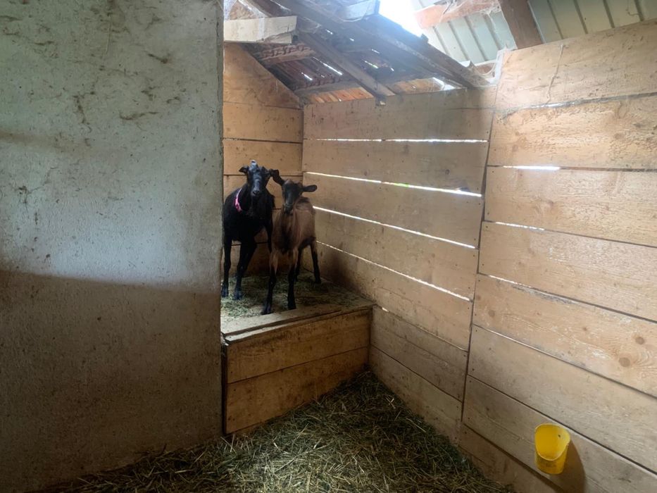 Vand 2 capre alpine franceze una cu pedigree