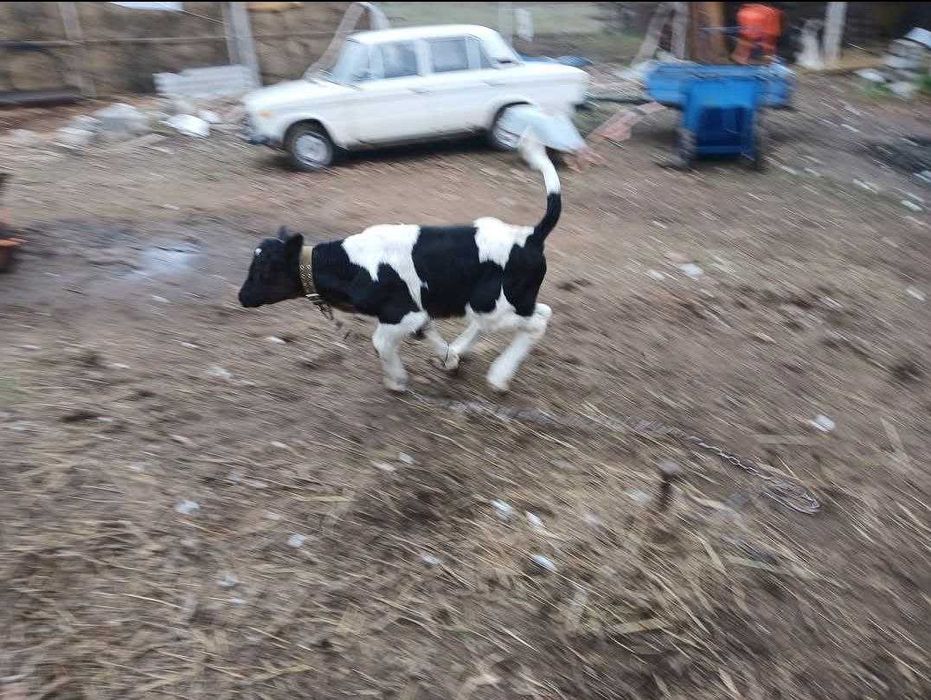 Сиыр безумен корова с теленком