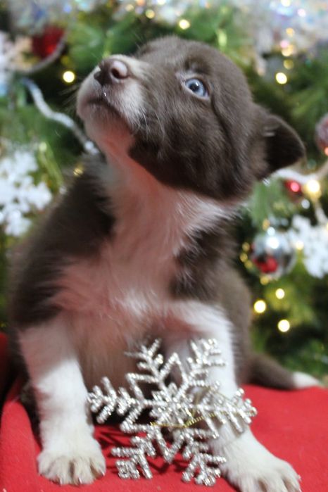 щенки бордер колли