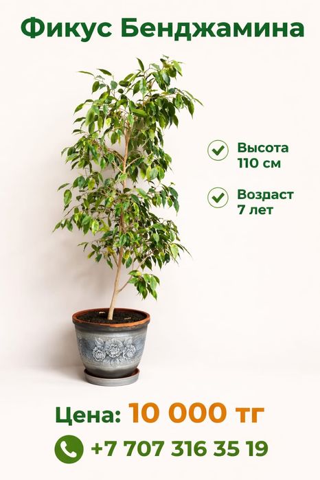 Комнатные растения