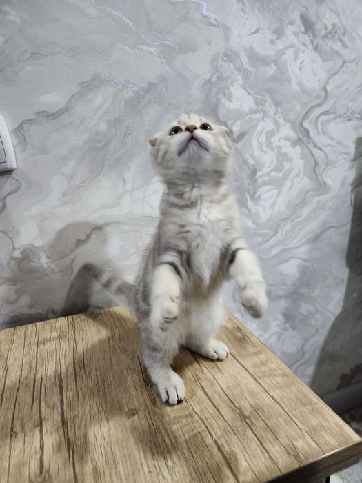 Skotish fold sotiladi qiz mushukcha