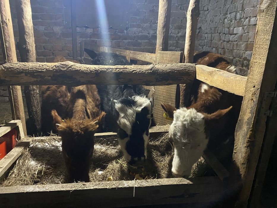 Продам бычков и телочку