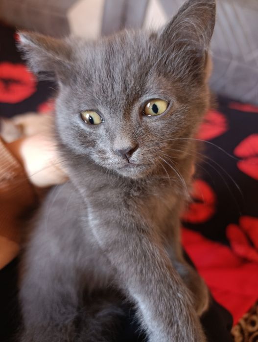 Mushuk skotch strayt ögil bola