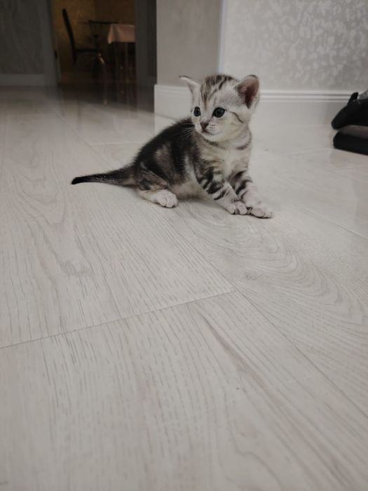 Котёнок Скотиш страйт. Девочка.