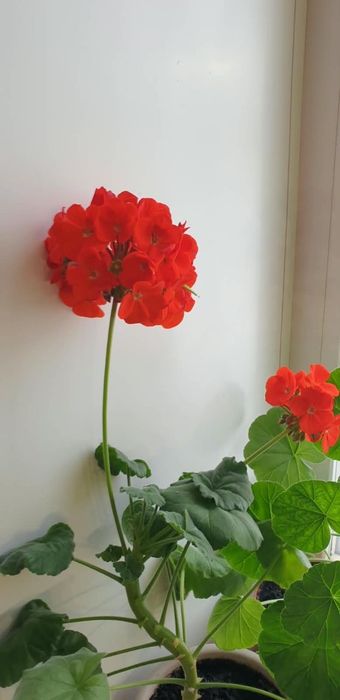 Домашние цветы, Махровая Герань
