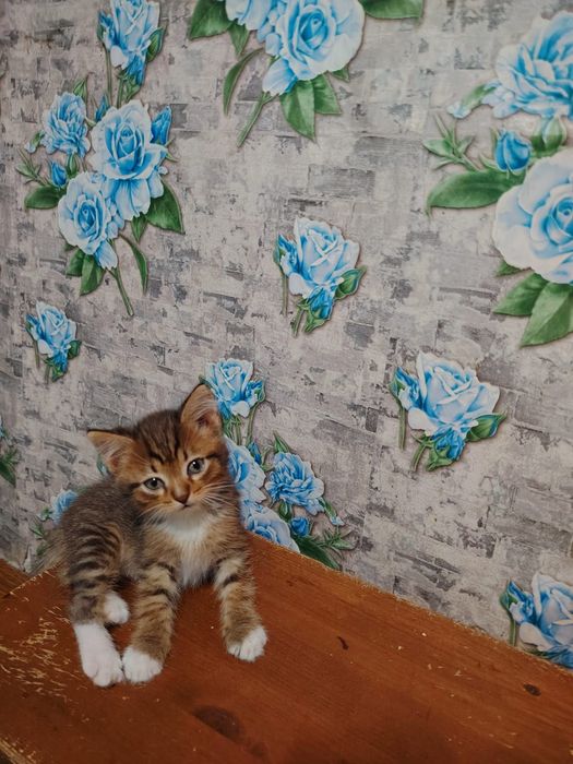 Отдам котят в добрые руки