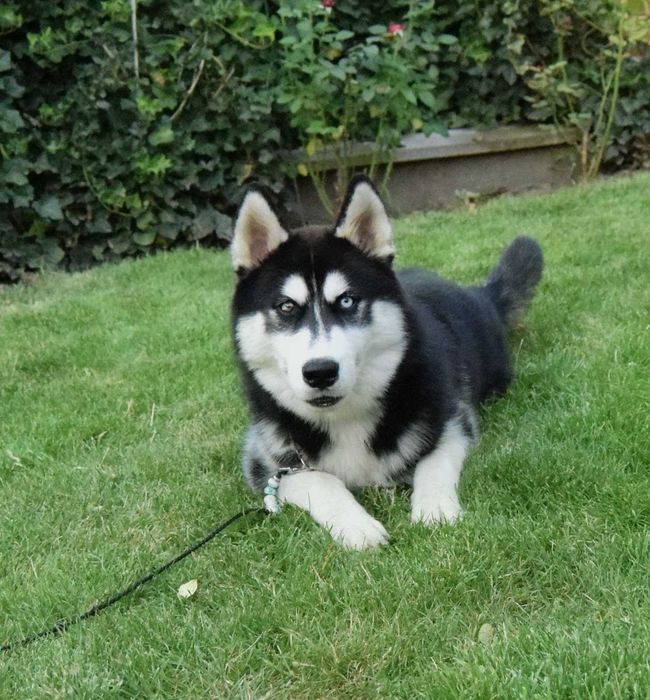 Pui Husky Siberian, părinți multipli campioni!