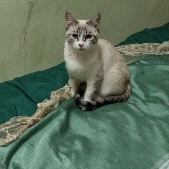 Котёнок игривая ...