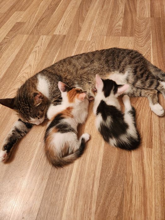 Отдам котят в добрые руки
