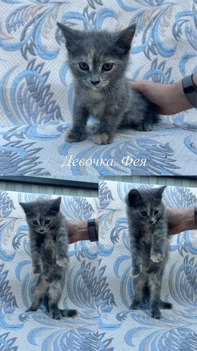 Отдам котят в добрые руки