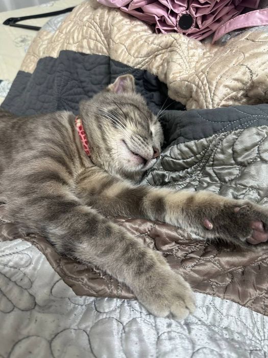 Отдам в хорошие руки кота породы Скотиш Фолд